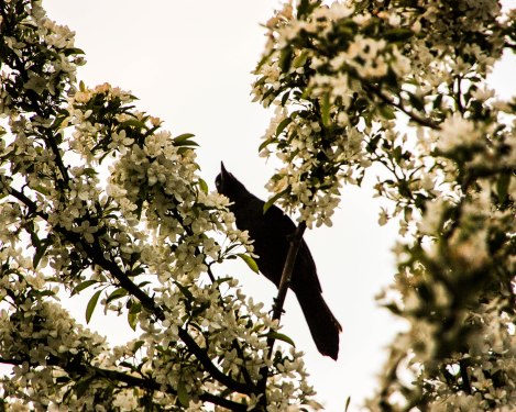 blackbird1